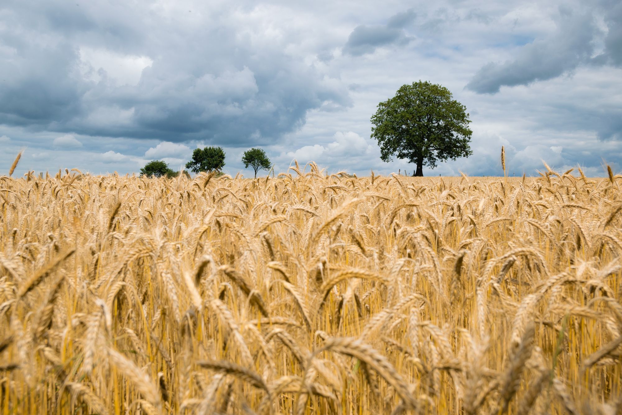 Barley field.